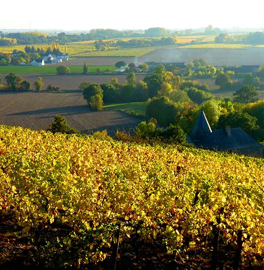 Anjou vineyard